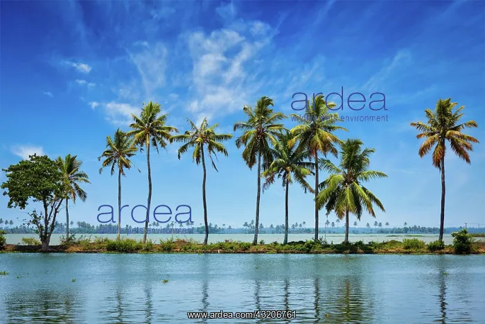 : Kerala travel tourism background, Palms at Keral : Kerala travel tourism background, Palms at Keral