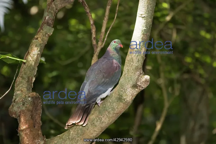  : Kereru or New Zealand Pigeon