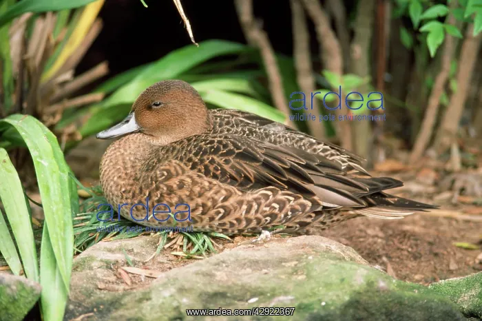 : Kerguelen / Eaton's Pintail Duck - male, eclipse plumage : Kerguelen / Eaton's Pintail Duck - male, eclipse plumage
