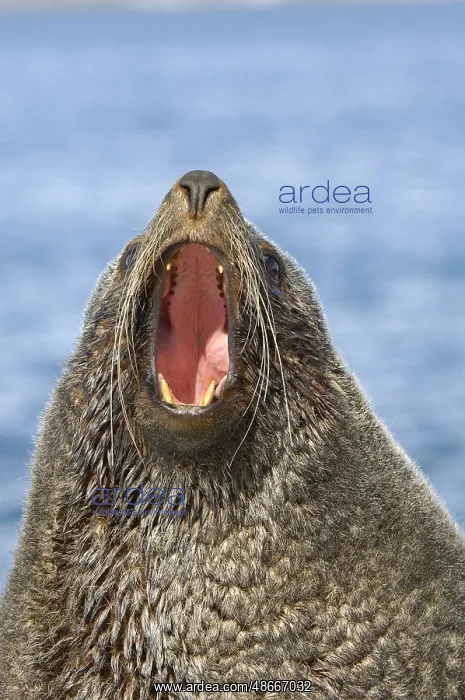 : Kerguelen fur seal, Kerguelen fur seal, Antarctic fur seal : Kerguelen fur seal, Kerguelen fur seal, Antarctic fur seal