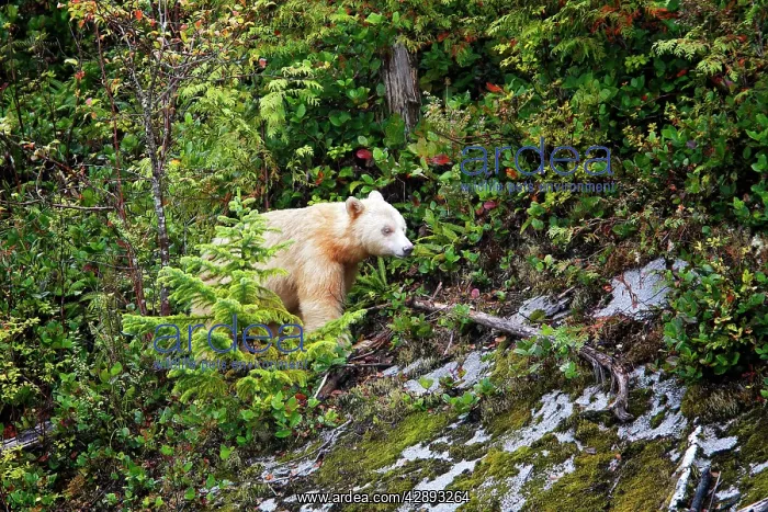 : Kermode Bear / Spirit Bear : Kermode Bear / Spirit Bear