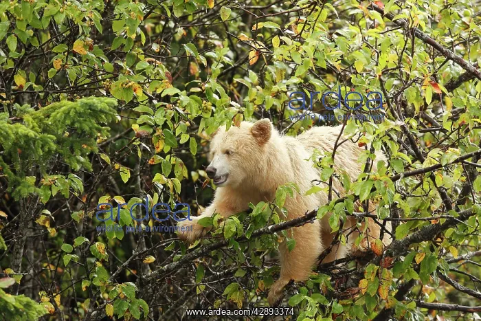 : Kermode Bear / Spirit Bear : Kermode Bear / Spirit Bear