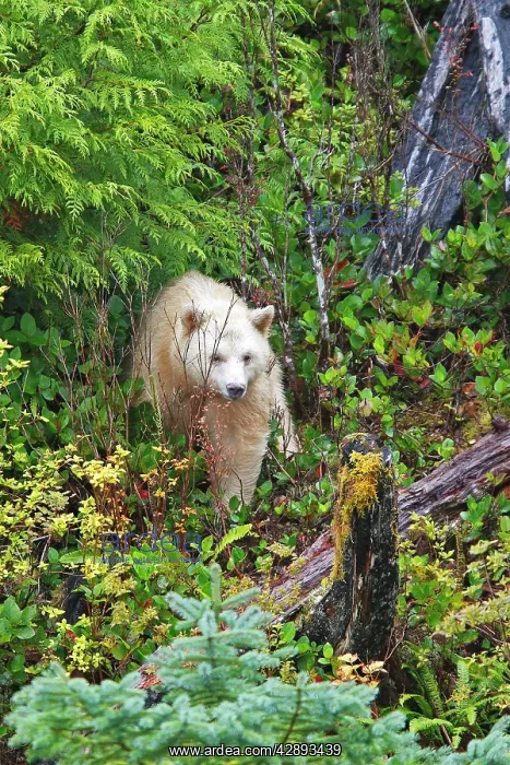 : Kermode Bear / Spirit Bear : Kermode Bear / Spirit Bear