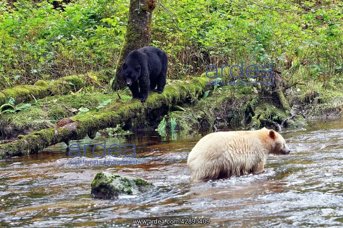 : Kermode Bear / Spirit Bear - with Black bear (Ursus : Kermode Bear / Spirit Bear - with Black bear (Ursus