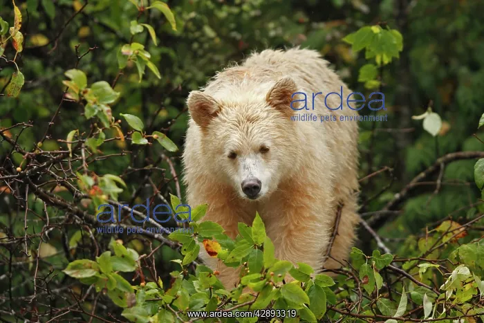 : Kermode Bear / Spirit Bear - Eating fruits of Pacific : Kermode Bear / Spirit Bear - Eating fruits of Pacific