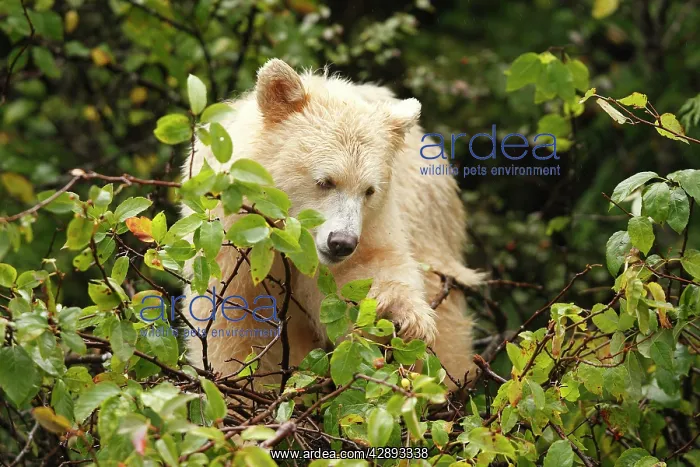: Kermode Bear / Spirit Bear - Eating fruits of Pacific : Kermode Bear / Spirit Bear - Eating fruits of Pacific