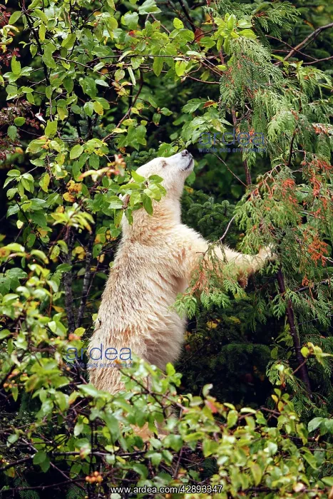 : Kermode Bear / Spirit Bear - Eating fruits of Pacific : Kermode Bear / Spirit Bear - Eating fruits of Pacific