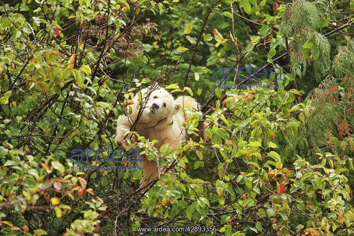 : Kermode Bear / Spirit Bear - Eating fruits of Pacific : Kermode Bear / Spirit Bear - Eating fruits of Pacific