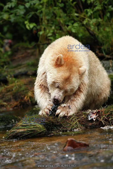 : Kermode Bear / Spirit Bear - eating Sockeye Salmon : Kermode Bear / Spirit Bear - eating Sockeye Salmon