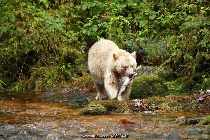  : Kermode Bear  /  Spirit Bear - eating Sockeye Salmon