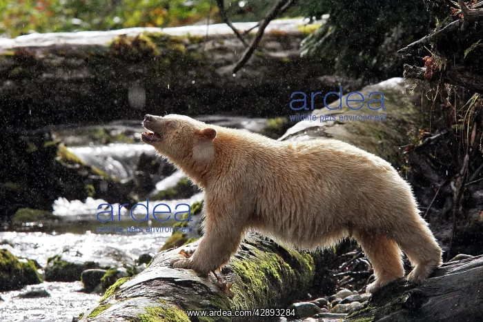 : Kermode Bear / Spirit Bear - fishing for Sockeye salmon : Kermode Bear / Spirit Bear - fishing for Sockeye salmon