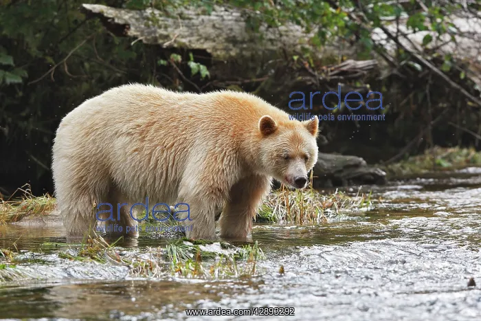 : Kermode Bear / Spirit Bear - fishing for Sockeye salmon : Kermode Bear / Spirit Bear - fishing for Sockeye salmon
