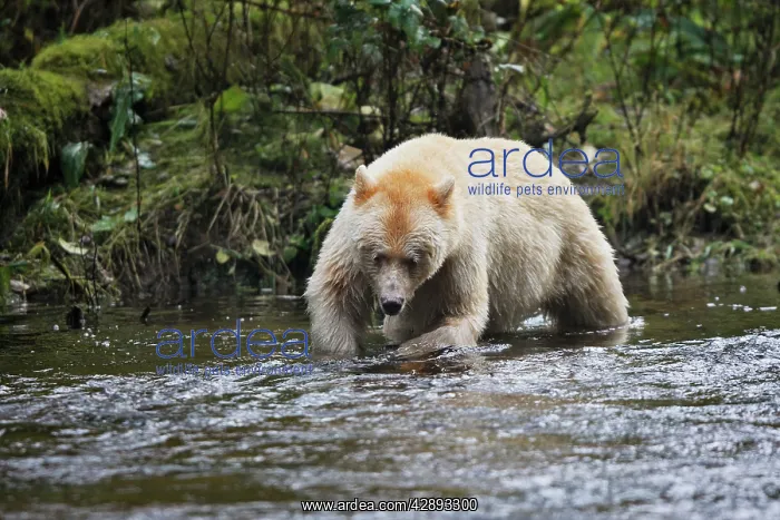  : Kermode Bear  /  Spirit Bear - fishing for Sockeye salmon
