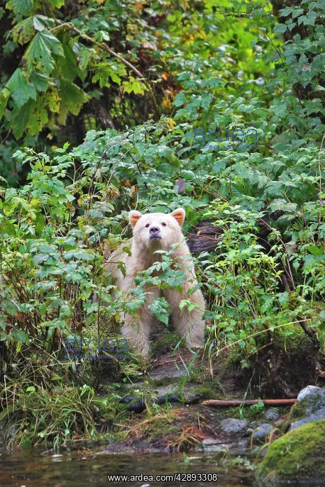 : Kermode Bear / Spirit Bear - fishing for Sockeye salmon : Kermode Bear / Spirit Bear - fishing for Sockeye salmon