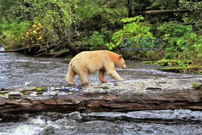 : Kermode Bear / Spirit Bear - hunting for Salmon : Kermode Bear / Spirit Bear - hunting for Salmon