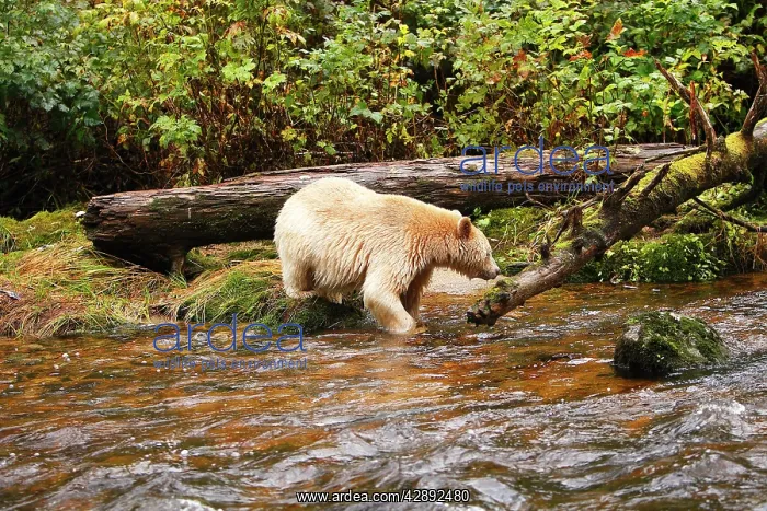 : Kermode Bear / Spirit Bear - hunting for Sockeye Salmon : Kermode Bear / Spirit Bear - hunting for Sockeye Salmon