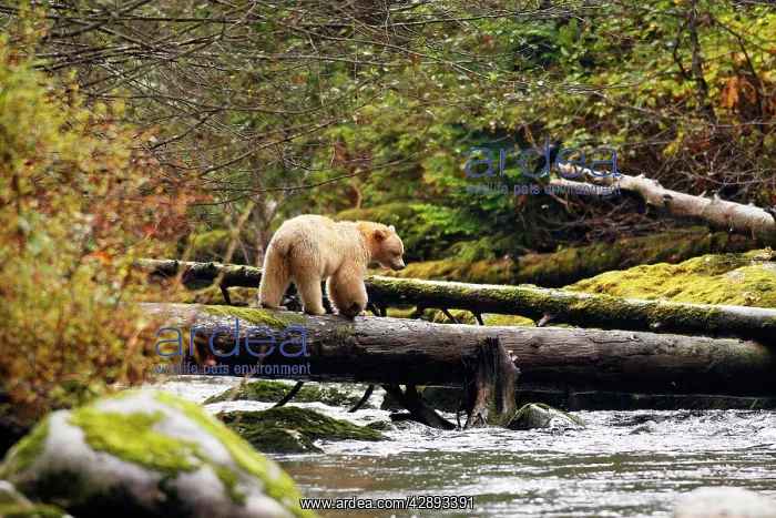 : Kermode Bear / Spirit Bear - hunting for Sockeye Salmon : Kermode Bear / Spirit Bear - hunting for Sockeye Salmon