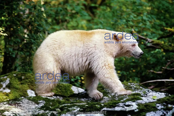 : Kermode Black Bear : Kermode Black Bear