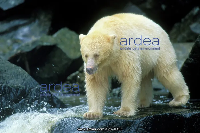 : Kermode Black Bear - along coastal British Columbia : Kermode Black Bear - along coastal British Columbia