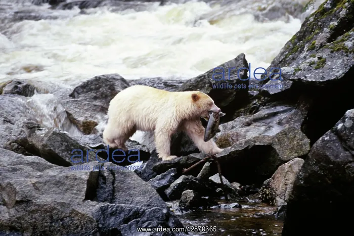 : Kermode Black Bear - With Salmon fish in mouth : Kermode Black Bear - With Salmon fish in mouth