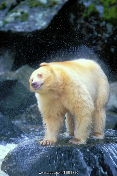 : Kermode Black Bear / Spirit Bear shaking off water : Kermode Black Bear / Spirit Bear shaking off water
