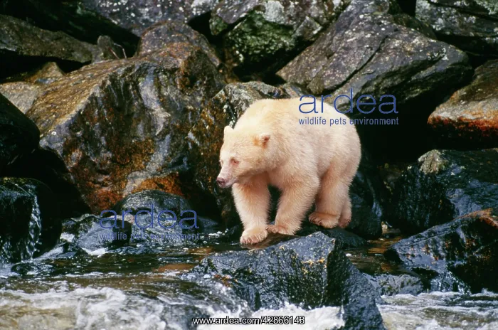 : Kermode Black / Ghost / Spirit BEAR : Kermode Black / Ghost / Spirit BEAR
