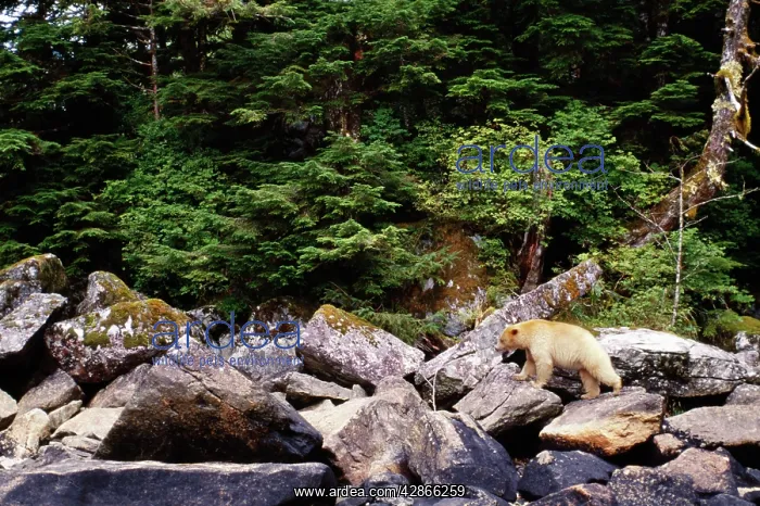: Kermode Black / Ghost / Spirit BEAR : Kermode Black / Ghost / Spirit BEAR