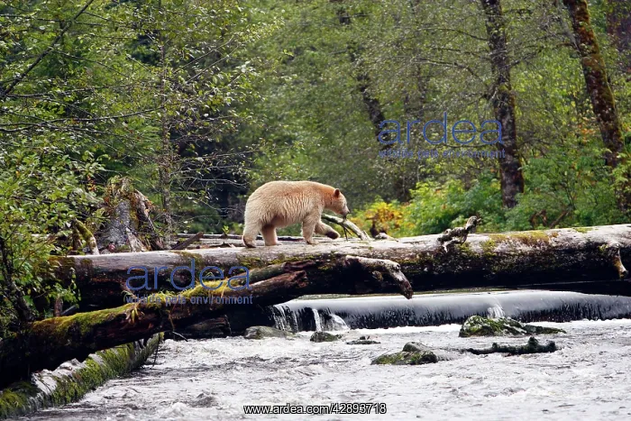 : Kermode / Spirit Bear : Kermode / Spirit Bear