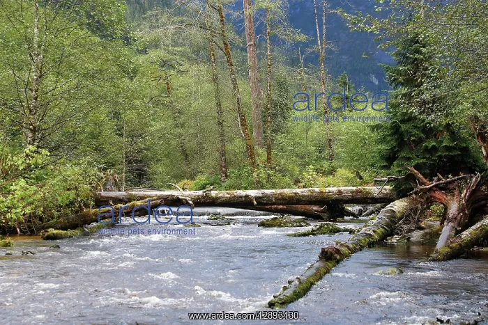  : Kermode  /  Spirit Bear & Black Bear habitat - river