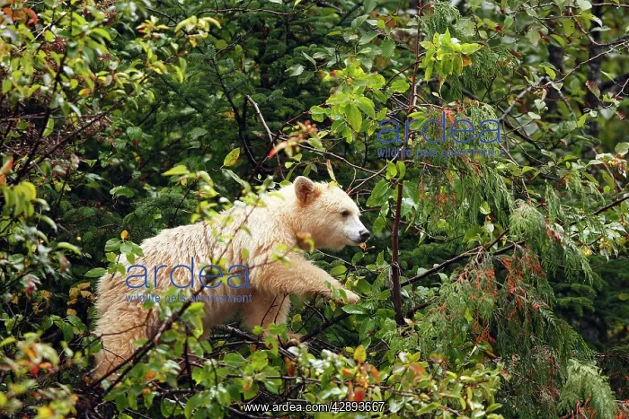 : Kermode / Spirit Bear - eating fruits of Pacific : Kermode / Spirit Bear - eating fruits of Pacific