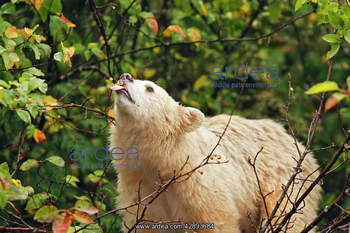 : Kermode / Spirit Bear - eating fruits of Pacific : Kermode / Spirit Bear - eating fruits of Pacific