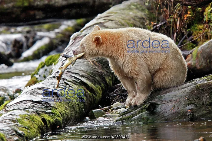 : Kermode / Spirit Bear - eating Sockeye Salmon : Kermode / Spirit Bear - eating Sockeye Salmon