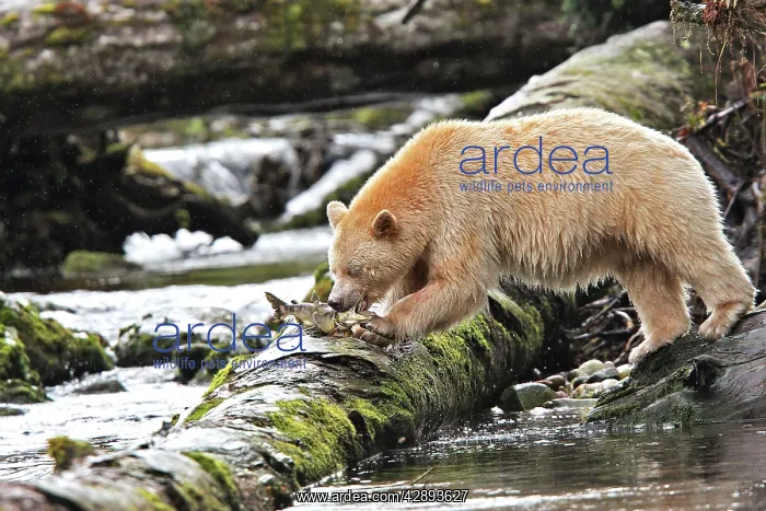 : Kermode / Spirit Bear - eating Sockeye Salmon : Kermode / Spirit Bear - eating Sockeye Salmon