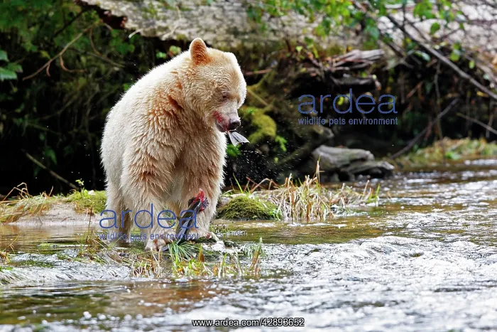 : Kermode / Spirit Bear - eating Sockeye Salmon : Kermode / Spirit Bear - eating Sockeye Salmon