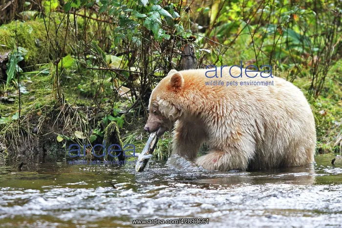 : Kermode / Spirit Bear - eating Sockeye Salmon : Kermode / Spirit Bear - eating Sockeye Salmon