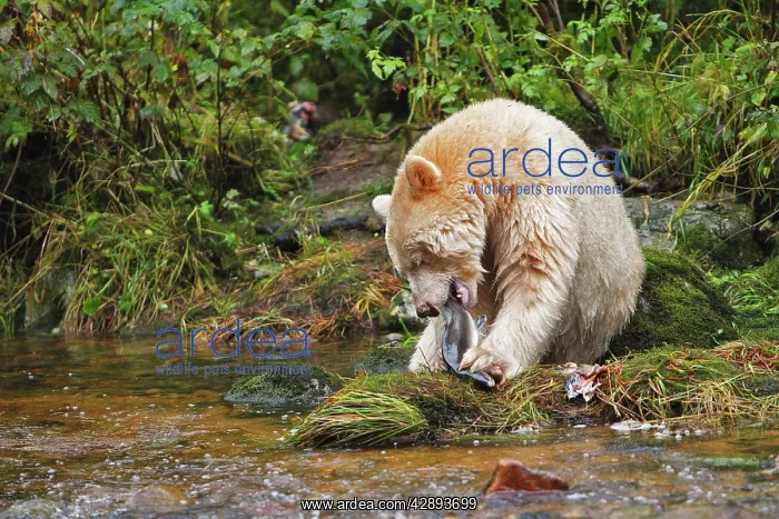 : Kermode / Spirit Bear - eating Sockeye Salmon : Kermode / Spirit Bear - eating Sockeye Salmon