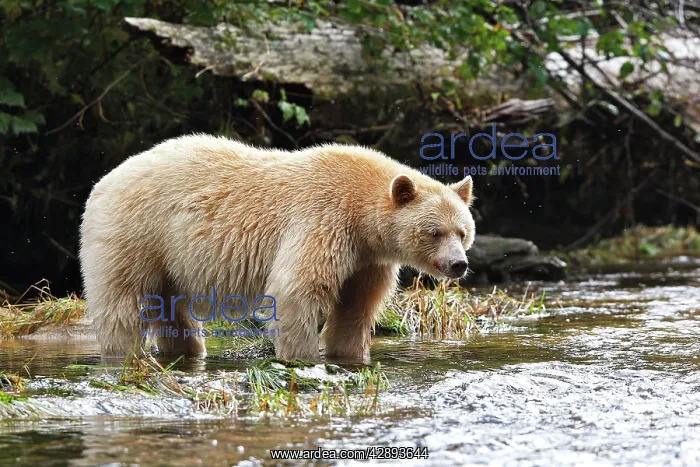  : Kermode  /  Spirit Bear - fishing for Sockeye Salmon