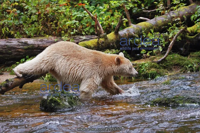 : Kermode / Spirit Bear - hunting for Salmon : Kermode / Spirit Bear - hunting for Salmon