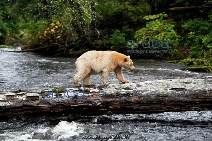 : Kermode / Spirit Bear - hunting for Sockeye Salmon : Kermode / Spirit Bear - hunting for Sockeye Salmon