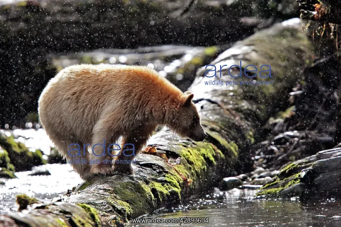 : Kermode / Spirit Bear - hunting for Sockeye Salmon : Kermode / Spirit Bear - hunting for Sockeye Salmon