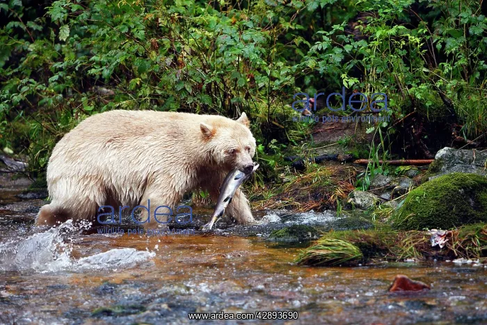 : Kermode / Spirit Bear - hunting for Sockeye Salmon : Kermode / Spirit Bear - hunting for Sockeye Salmon