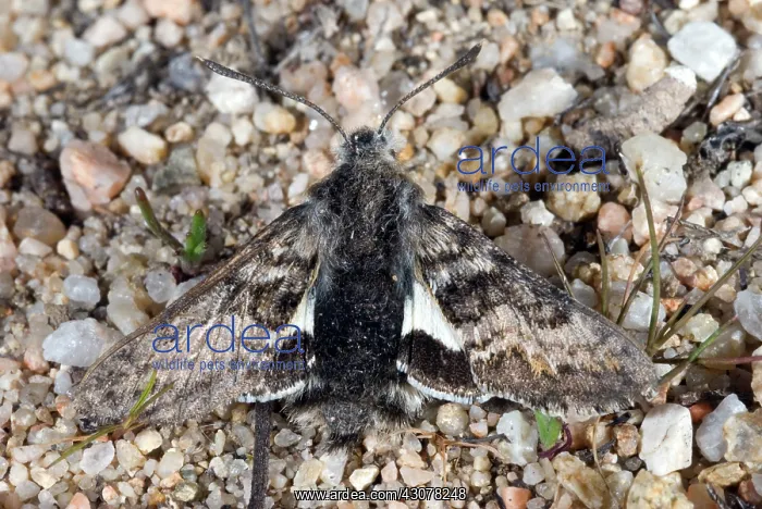: Kern Primrose Sphinx Moth : Kern Primrose Sphinx Moth