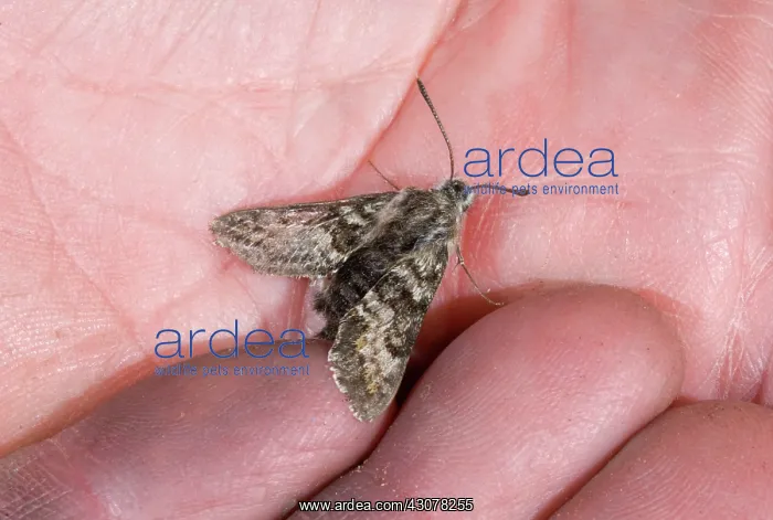 : Kern Primrose Sphinx Moth : Kern Primrose Sphinx Moth
