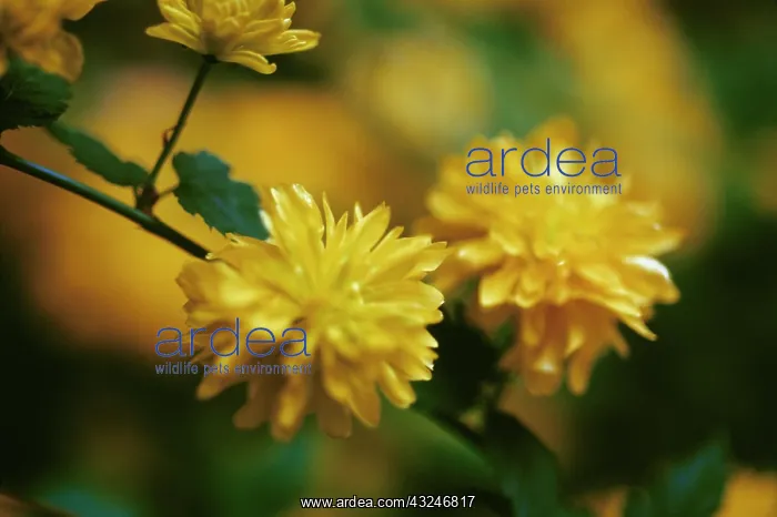 : Kerria, Kerria japonica : Kerria, Kerria japonica