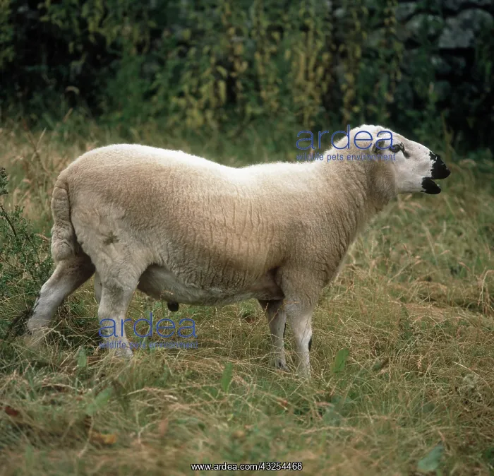 : Kerry Hill Ram : Kerry Hill Ram