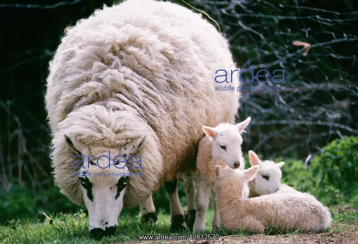 : Kerry Hill Sheep - Ewe with young