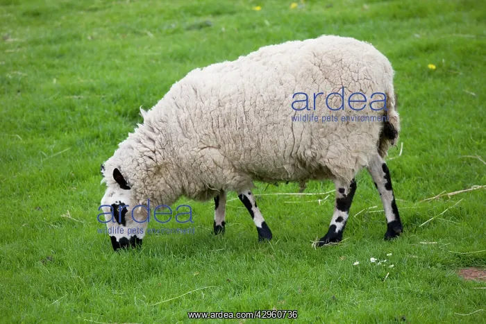 : Kerry Hill sheep grazing : Kerry Hill sheep grazing