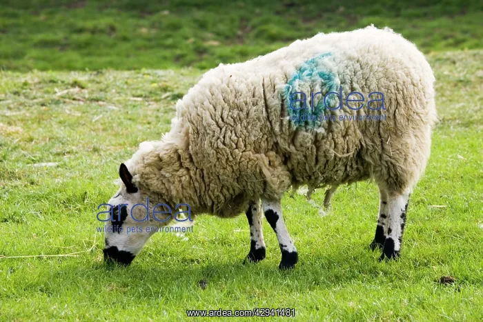 : Kerry Hill sheep grazing Cotswold Farm Park : Kerry Hill sheep grazing Cotswold Farm Park