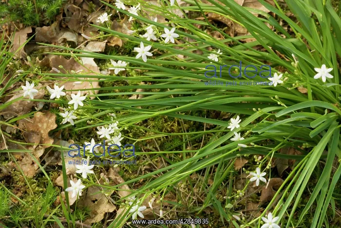 : Kerry Lily - Very rare plant in UK and Eire : Kerry Lily - Very rare plant in UK and Eire