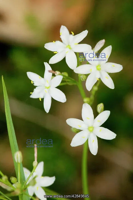 : Kerry Lily - Very rare plant in UK and Eire : Kerry Lily - Very rare plant in UK and Eire